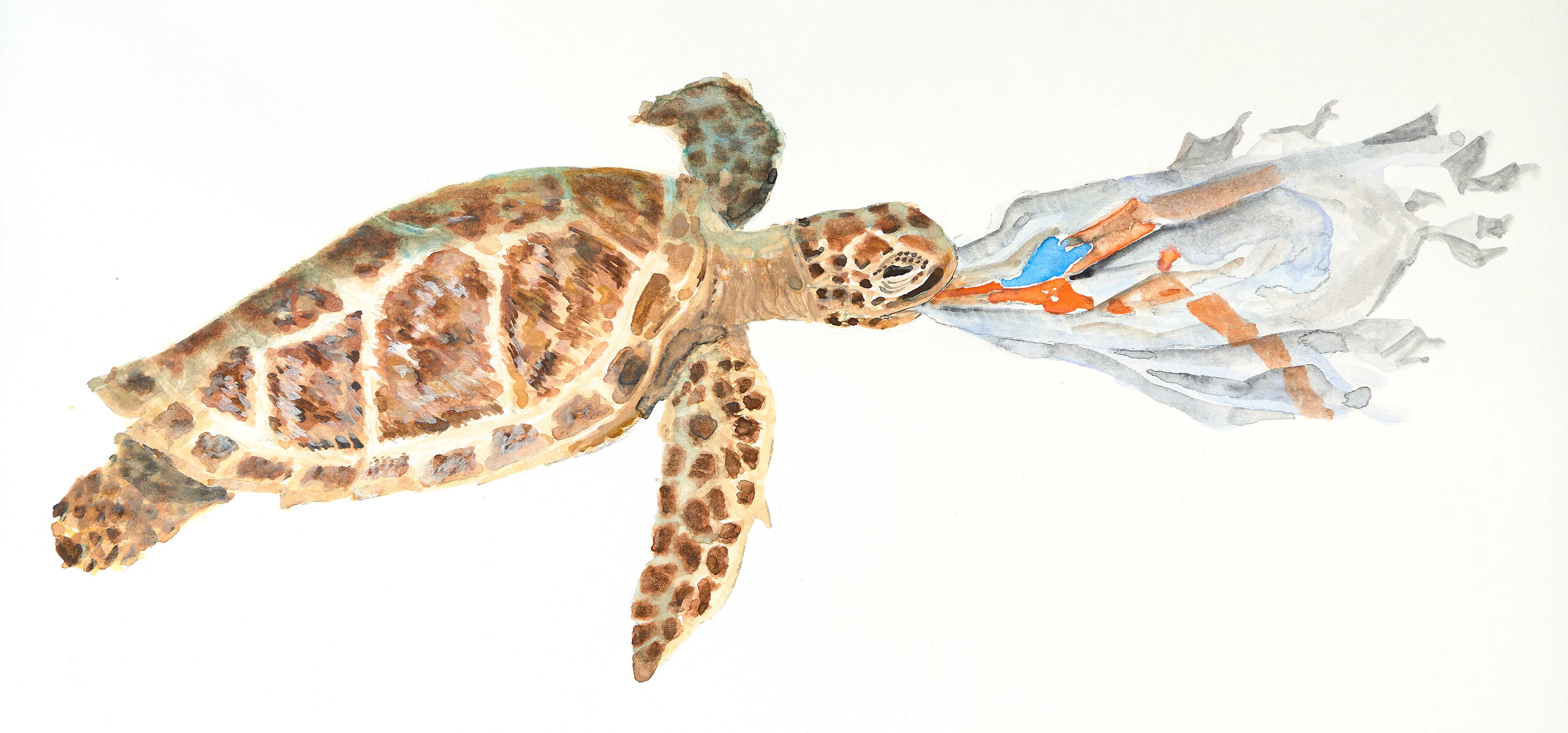 wimmel hp schildkroete